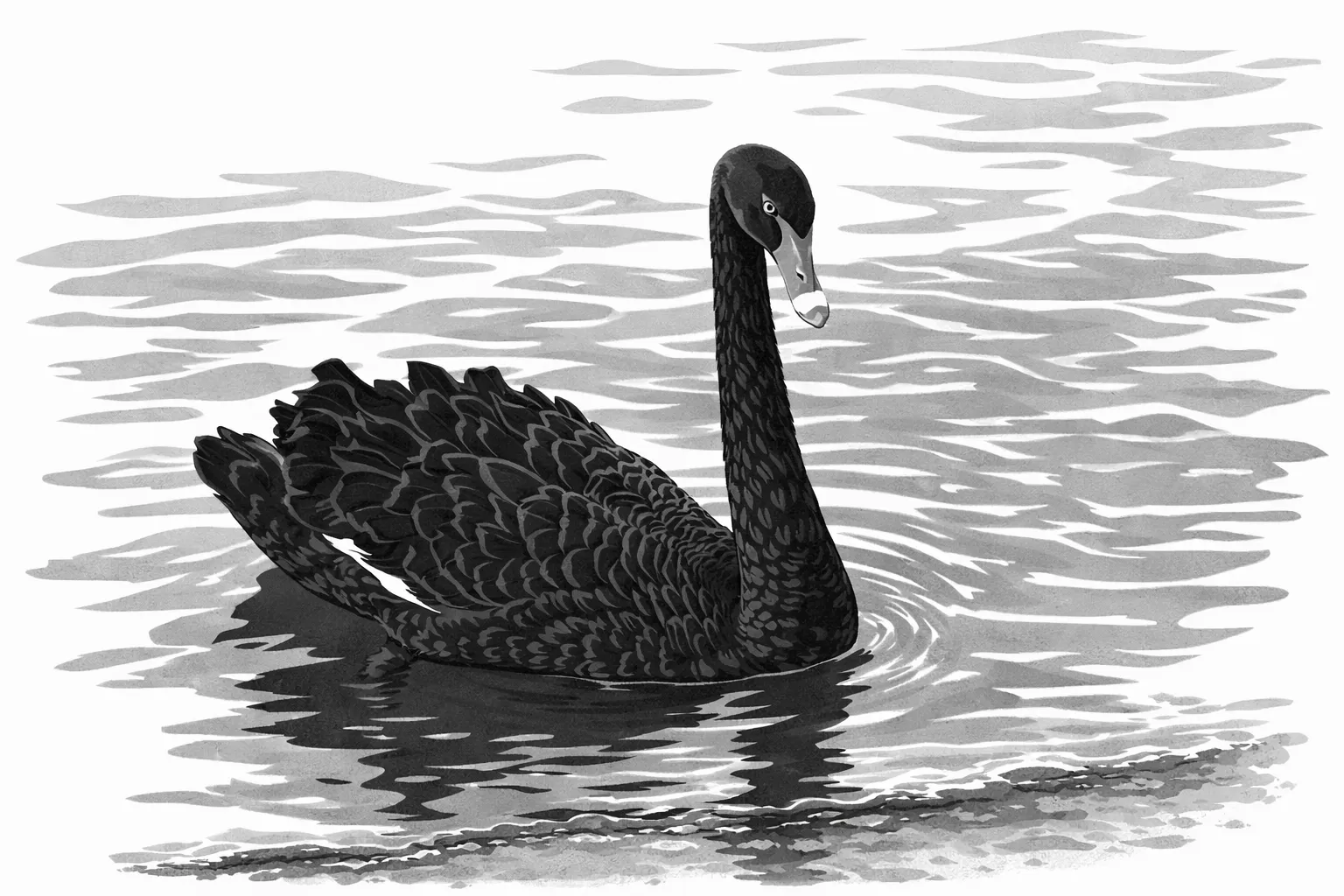 Black Swan Event